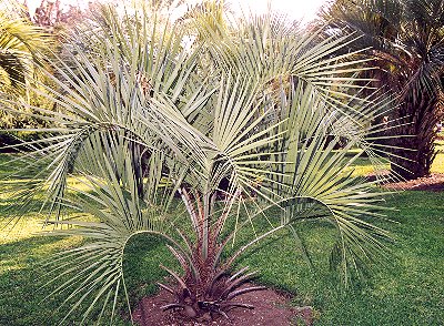 Butia yatay